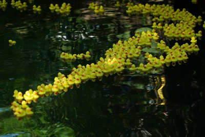 Tele2 и фонд «Навстречу переменам» провели гонку резиновых утят